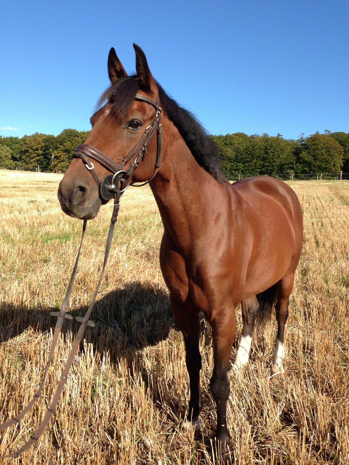 Tysk Sportspony Pablo John Halifax<3 - Sommer 2013 billede 12