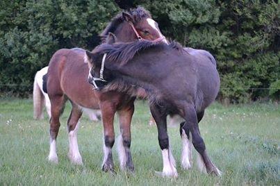 Irish Cob Royal Riain by Lovecob - Mine to charmebøffer i en hyggestund :-) billede 19