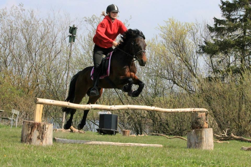 Anden særlig race Claggan Dare Lady - Matilde springer på Lady. Foråret 2013 billede 11