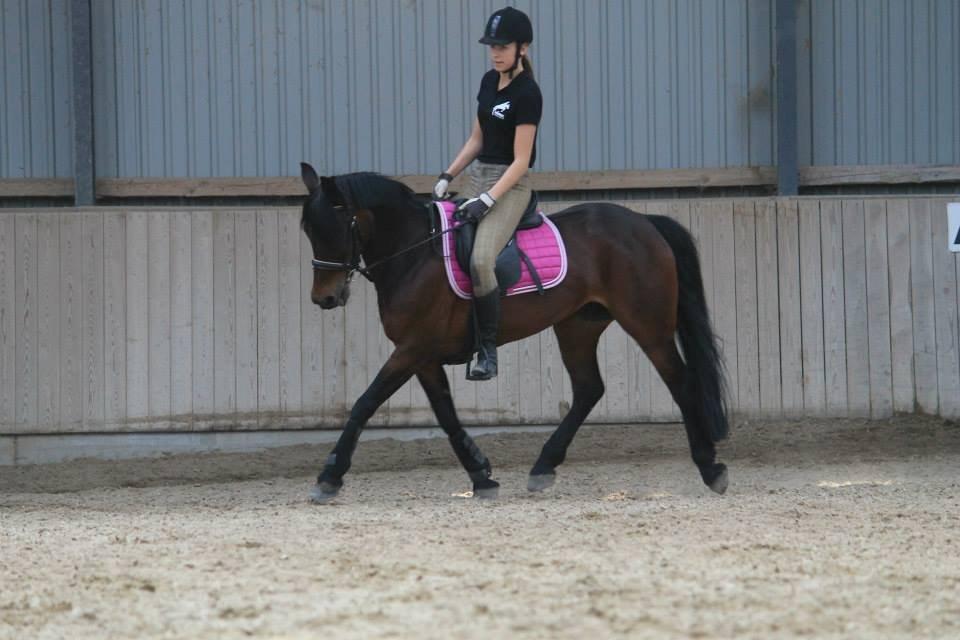 Anden særlig race Claggan Dare Lady - Lyhne og Lady træner dressur. Foråret 2013 billede 13