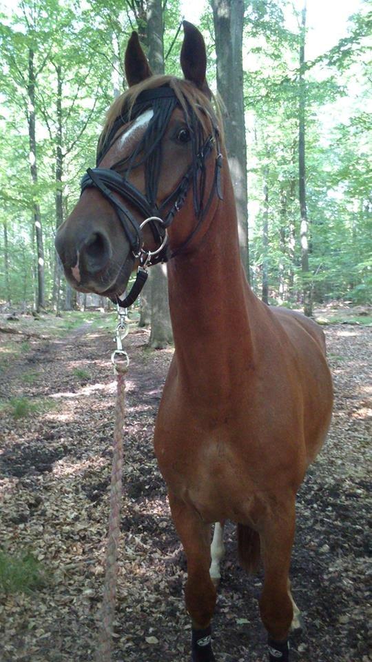 Frederiksborg Smakkerup's Tayson - På en af de første gåture i skoven! billede 3