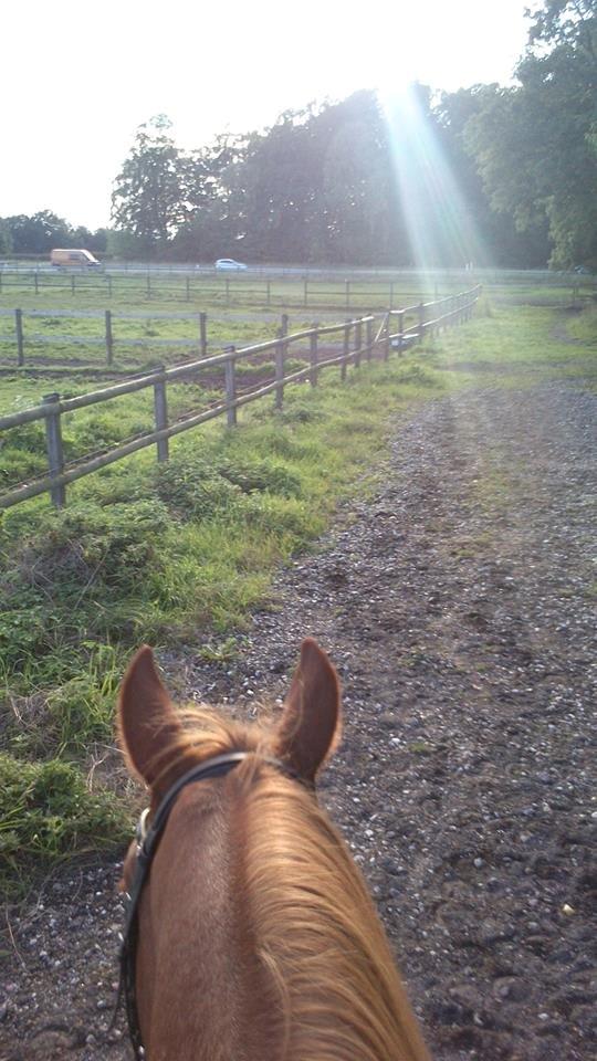 Frederiksborg Smakkerup's Tayson - Afskridtning i aftensolen. billede 5