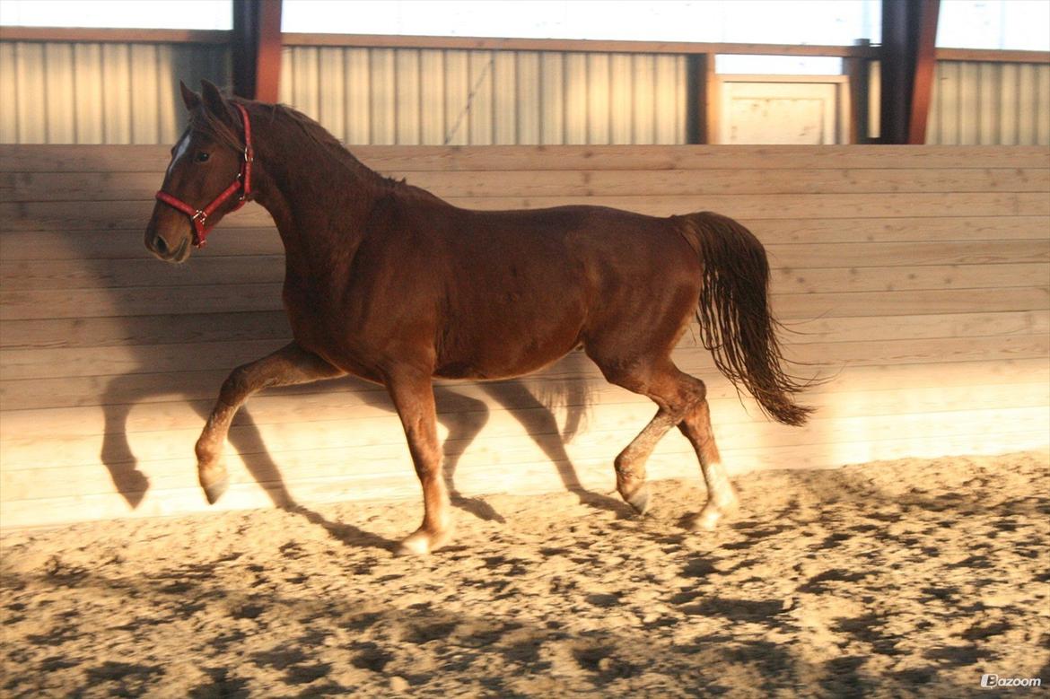 Frederiksborg Smakkerup's Tayson - Har lånt dette billede af gamle ejer - Tayson som 2 års løs i ridehuset! billede 6