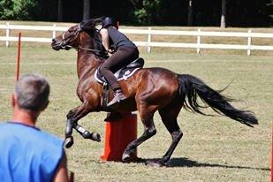 Anden særlig race Claggan Dare Lady - Lady og jeg til VM i mounted games 2013 billede 14
