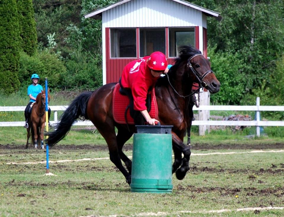 Anden særlig race Claggan Dare Lady - Nissecup 2013 billede 16