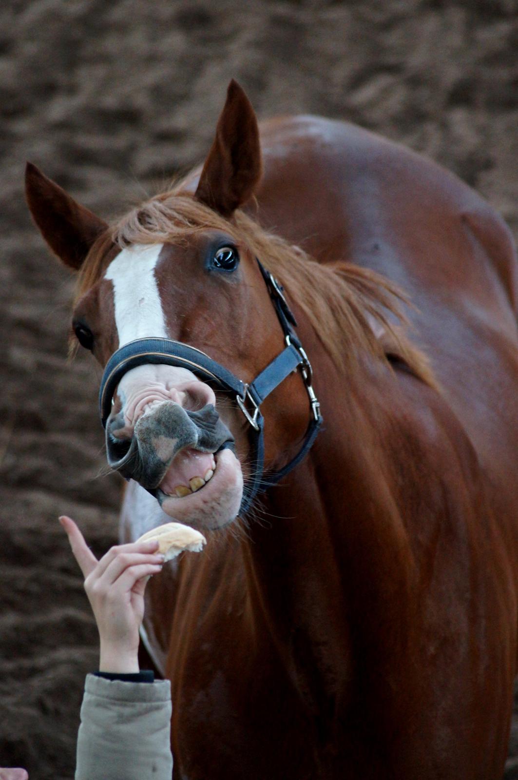 Pinto Whiskey In The Jar billede 3