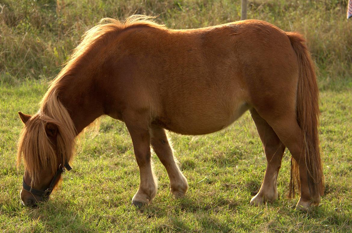 Shetlænder Justenborgs Legacy - september 2013-  2 års baby. Sørme blevet stor :3 billede 1
