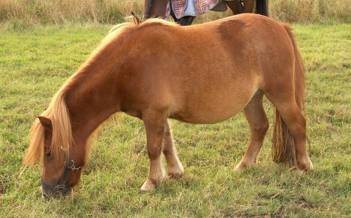 Shetlænder Justenborgs Legacy - september 13' - 2-års baaaabi billede 18