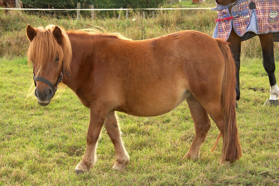 Shetlænder Justenborgs Legacy - September 13' - 2 års bebs billede 19