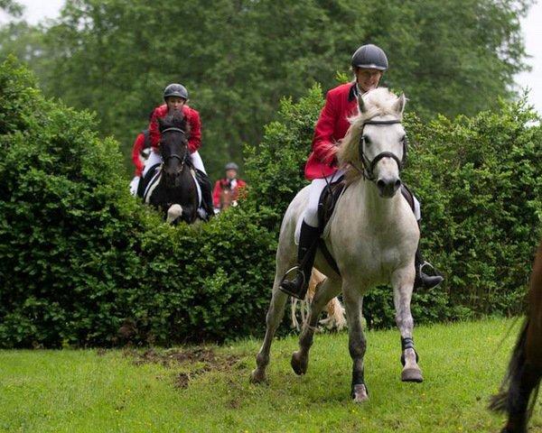 Connemara Springers Silver Morning - Jagt på Friheden, juni 2013. billede 9