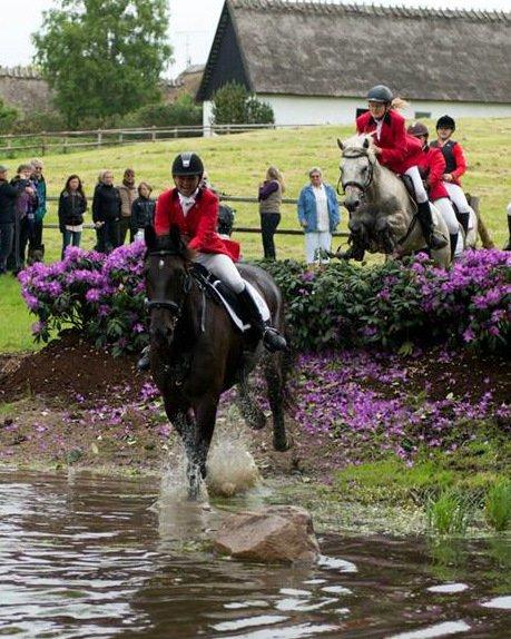 Connemara Springers Silver Morning - Friheden, juni 2013. Fantastisk sted! billede 6