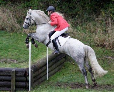 Connemara Springers Silver Morning - Steeplechase, oktober 2012 billede 4