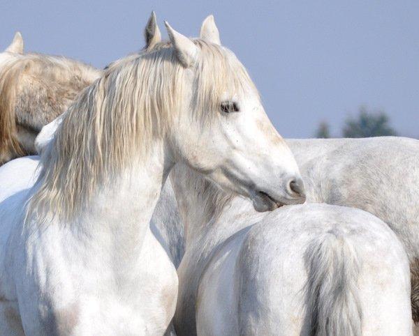Connemara Springers Silver Morning - Marts 2013. Først dag med forårsagtigt vejr, så dæknerne kom af. billede 13