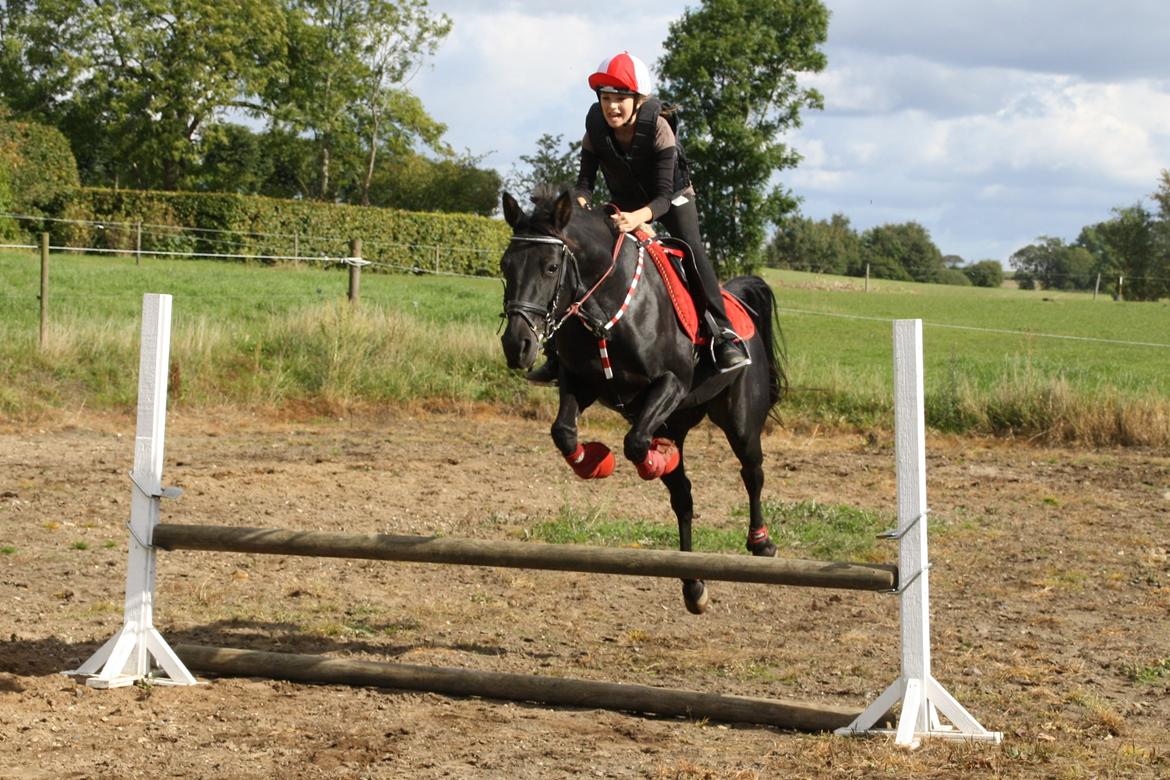 Anden særlig race Agerhøjgårds Avance - Kænguru barn hah <3 billede 8