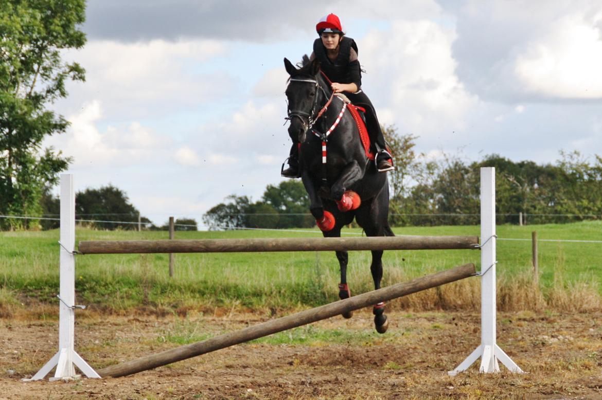 Anden særlig race Agerhøjgårds Avance - Flyv baby flyv billede 10