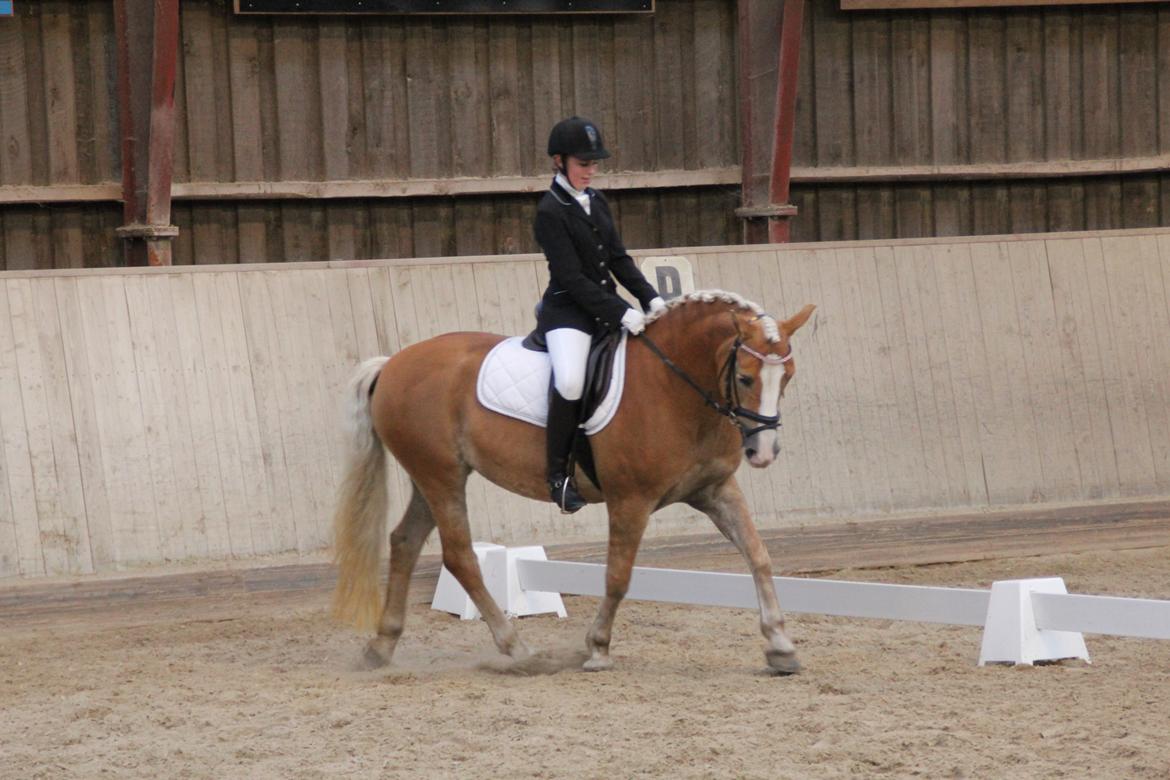 Haflinger Studgårdens Sally <3<3 - 10] Dressur stævne, Lb2 til 66,815, 5 plads ud af 11. Det gik ikke særlig godt :( Dato: 20.09 2013 Foto: Min mor billede 10