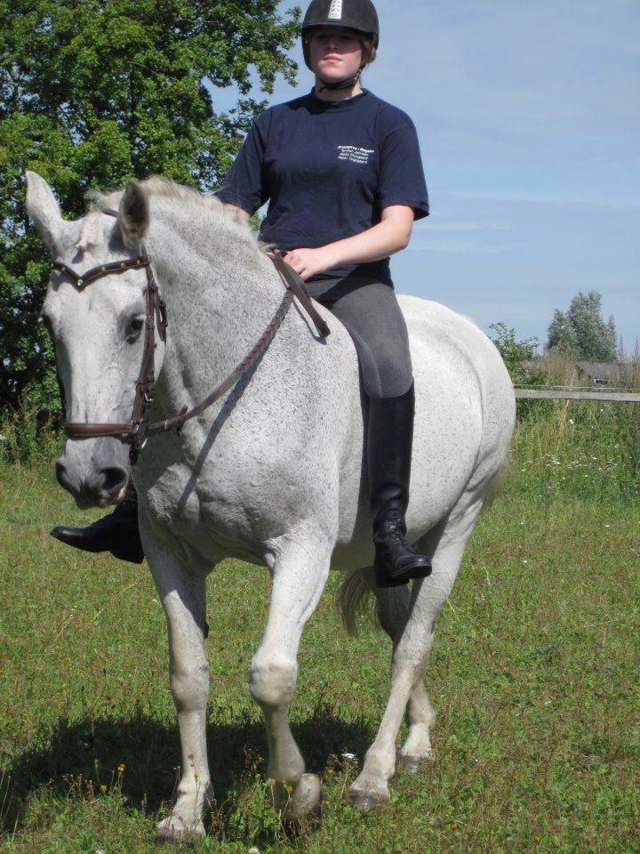 Lipizzaner Zasi Favory - et sommerbillede fra sidste år  billede 1