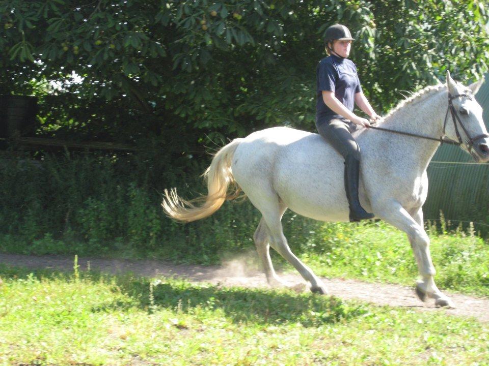 Lipizzaner Zasi Favory - når Zasi synes det er sjovest ;) billede 2