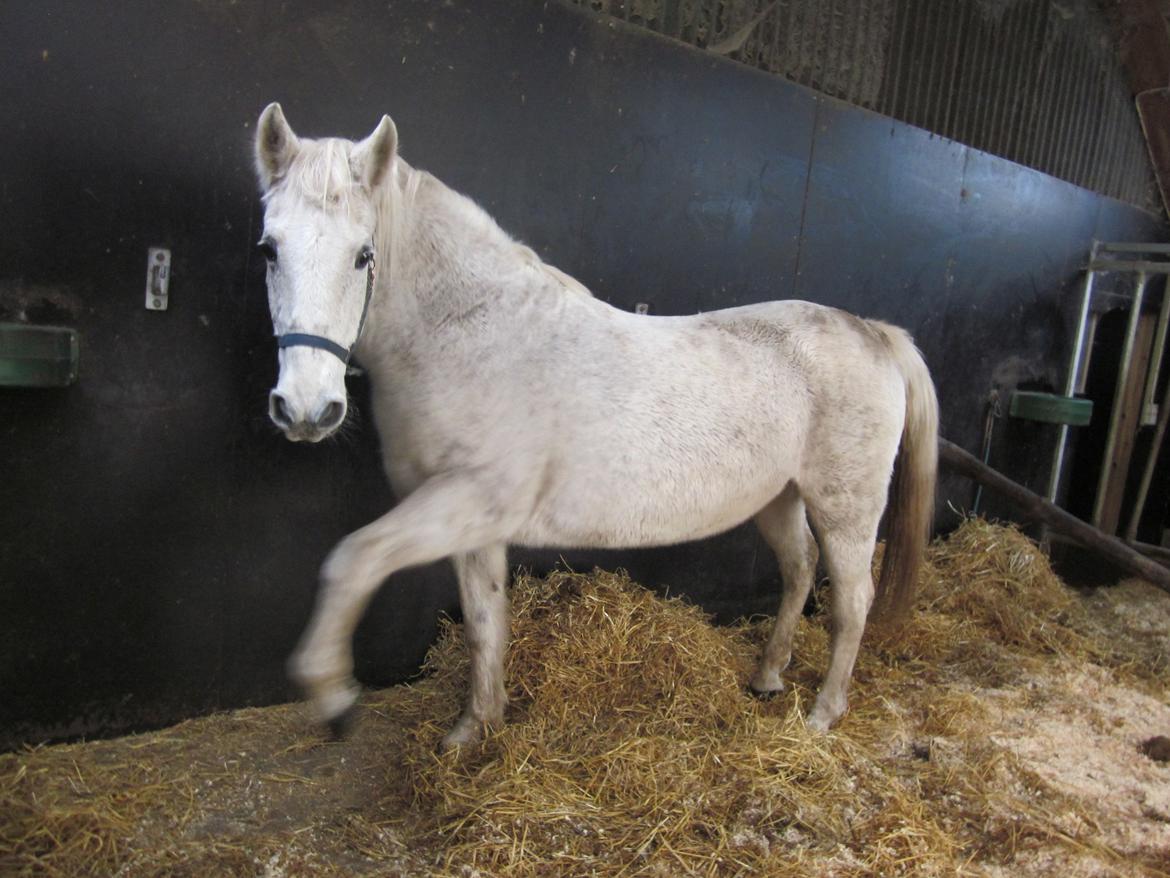 Lipizzaner Zasi Favory - "i er altid så langsomme om at give mad "  billede 3