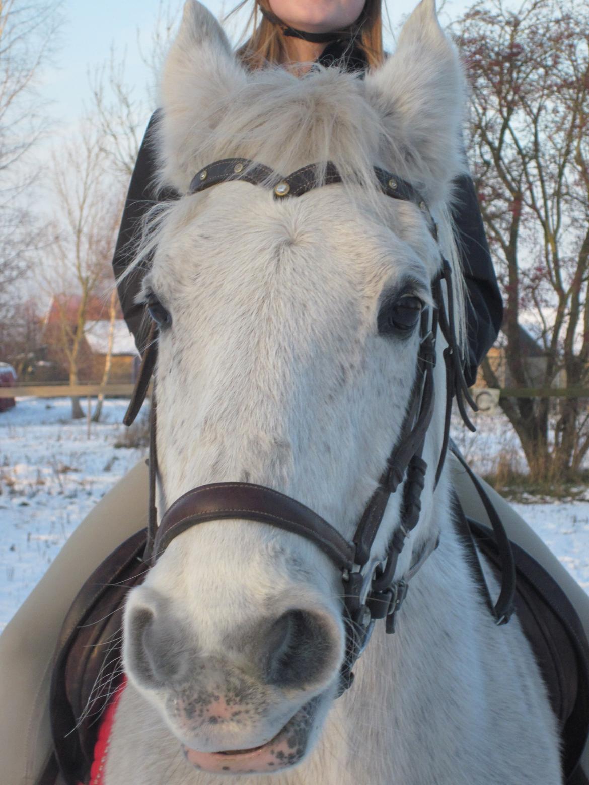 Lipizzaner Zasi Favory - hej med jer :D billede 4