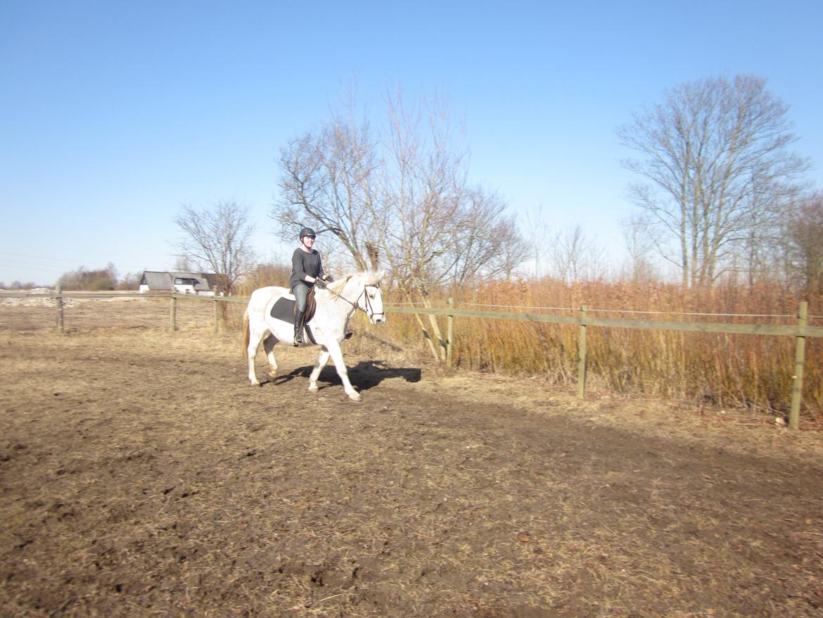 Lipizzaner Zasi Favory - et sidste billede fra hendes gamle hjem  billede 5