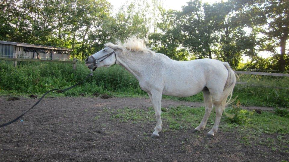 Lipizzaner Zasi Favory - rystetur! billede 7