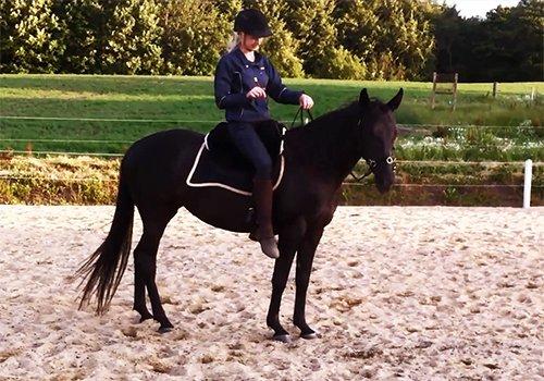 Anden særlig race Ayla (Tidl. hest) billede 3