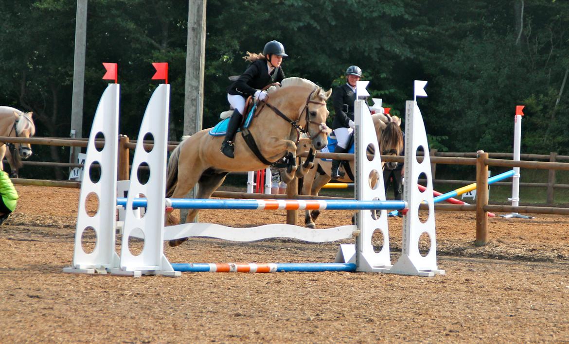 Fjordhest Alibine - DM for Fjordheste, Birken 2013 - Sølv vinder.
 billede 2