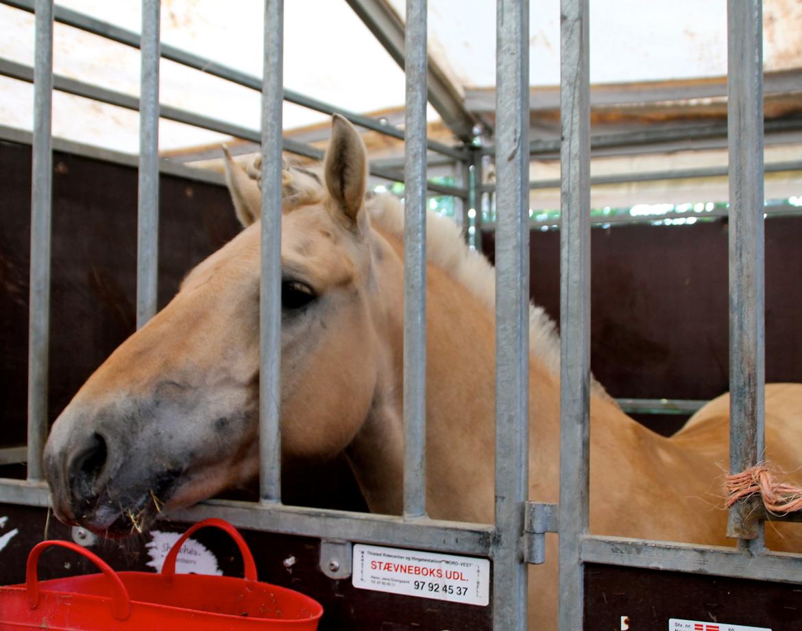 Fjordhest Alibine - Stævnemus :i billede 21