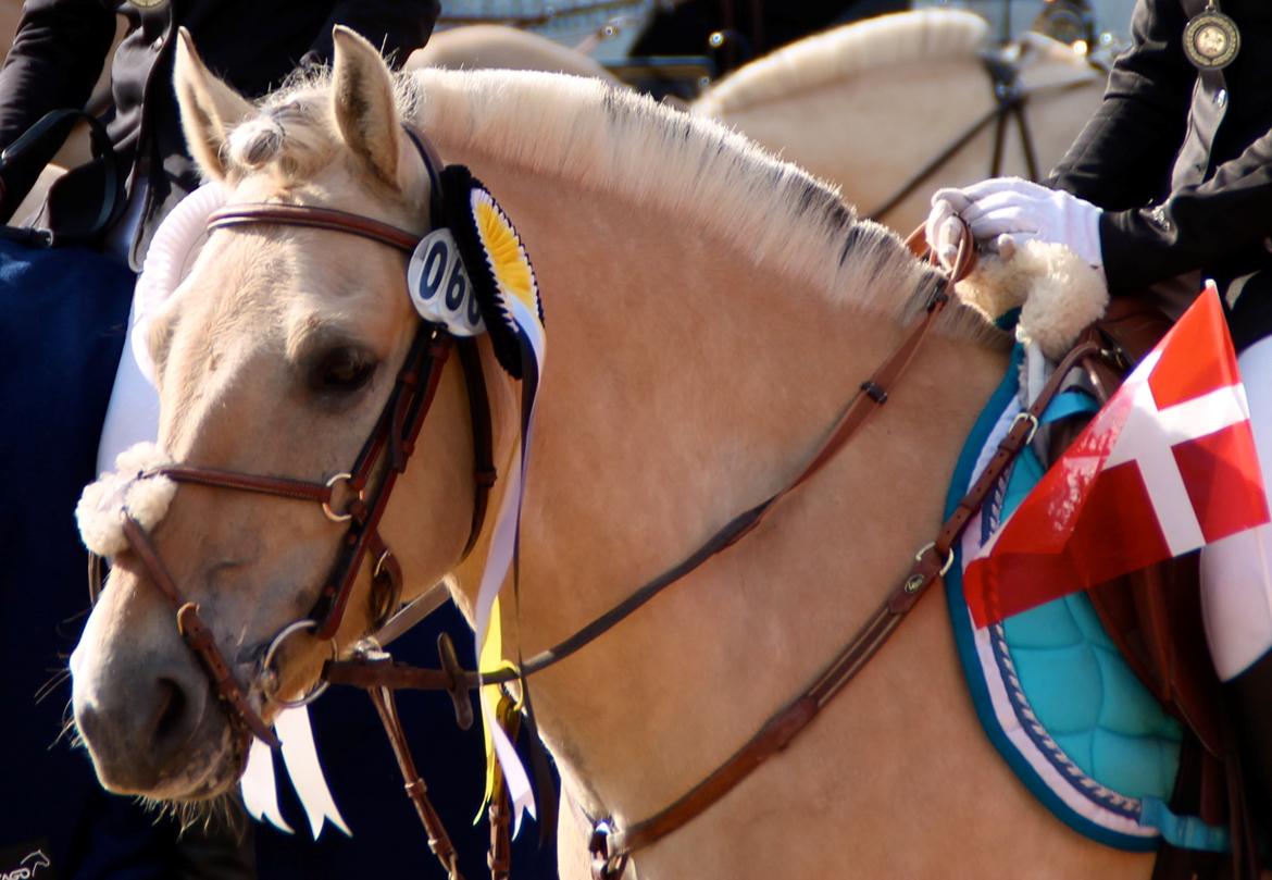 Fjordhest Alibine - DM for Fjordheste, Birken 2013 - Sølv vinder.
- Præmieoverrækkelse billede 16
