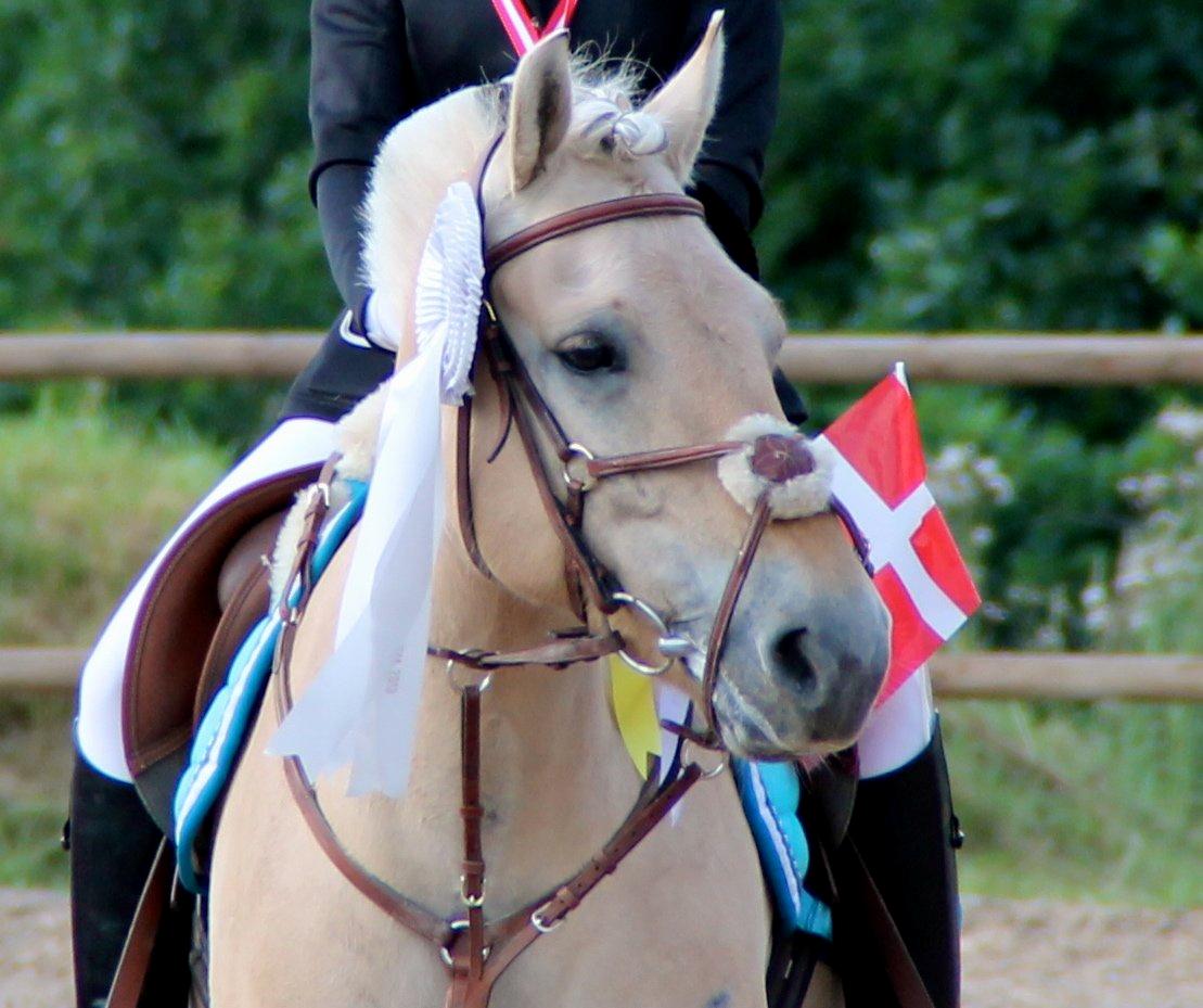 Fjordhest Alibine - DM for Fjordheste, Birken 2013 - Sølv vinder.
- Præmieoverrækkelse, tilfreds pony. :i billede 8