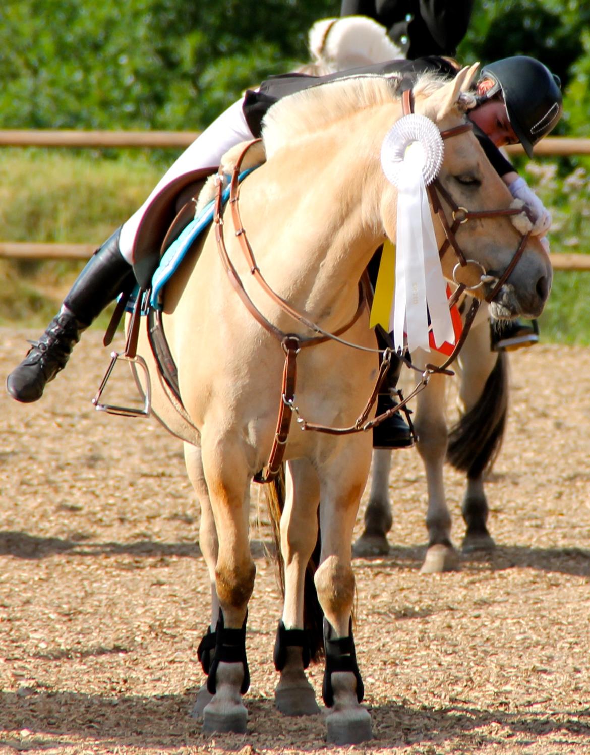 Fjordhest Alibine - Bimse <3 DM for Fjordheste, Birken 2013 - Sølv vinder.
- Præmieoverrækkelse billede 25