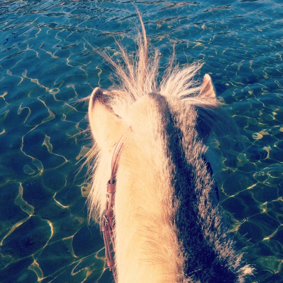 Fjordhest Alibine - Sommer 2013, instagram :3 billede 35