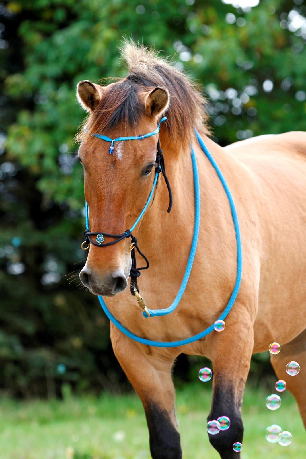 Anden særlig race Flicka | Thanks for the memories <3 - Flicka vs. sæbebobler!

Taget af: https://www.facebook.com/FrejaSifFoto?fref=ts billede 16