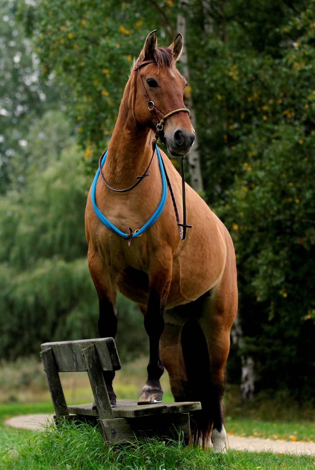 Anden særlig race Flicka | Thanks for the memories <3 - Mon hun ved hun er en hest?

Taget af: https://www.facebook.com/FrejaSifFoto?fref=ts billede 9