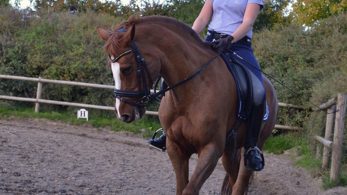 Connemara KÖHLS EVELINA B-PONY! - Træning 26.9 2013 billede 6