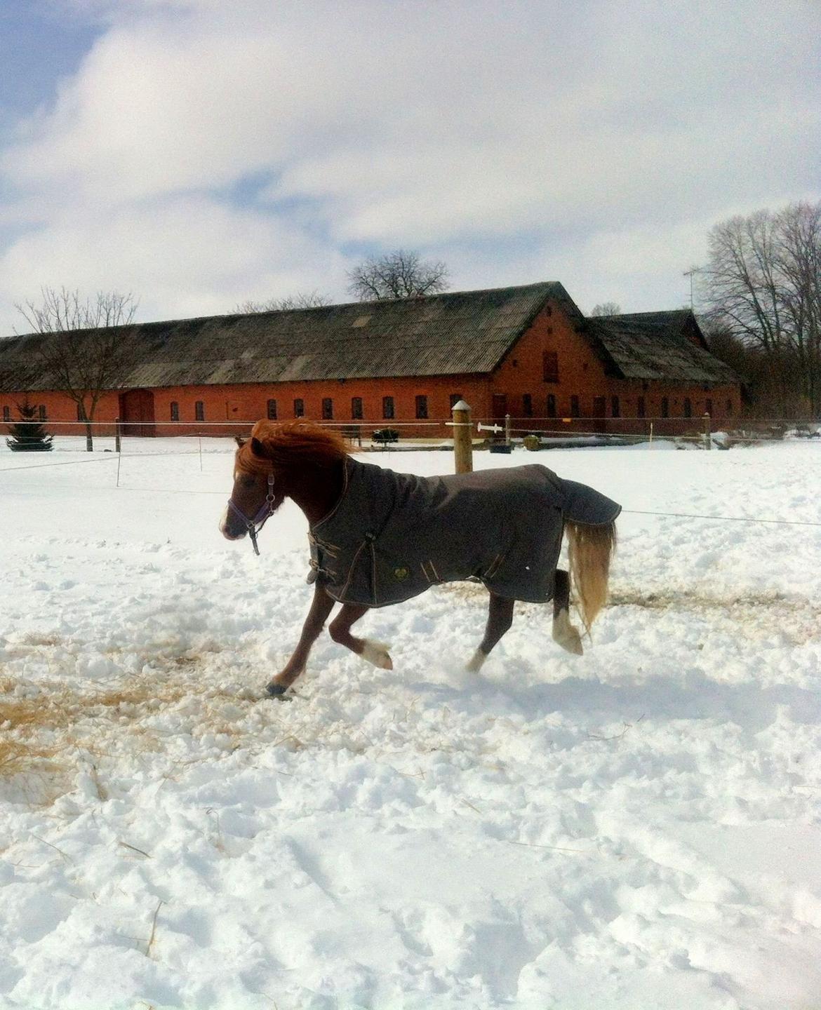 Welsh Mountain (sec A) Meravigliose Hello Cavallino billede 10