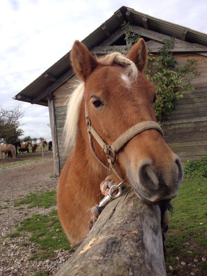 Shetlænder Jokum - Igen da jeg var i praktik. billede 6