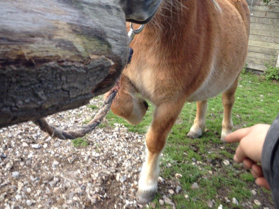 Shetlænder Jokum - Ooooggg han huskede løfte på kommando! wieh billede 4
