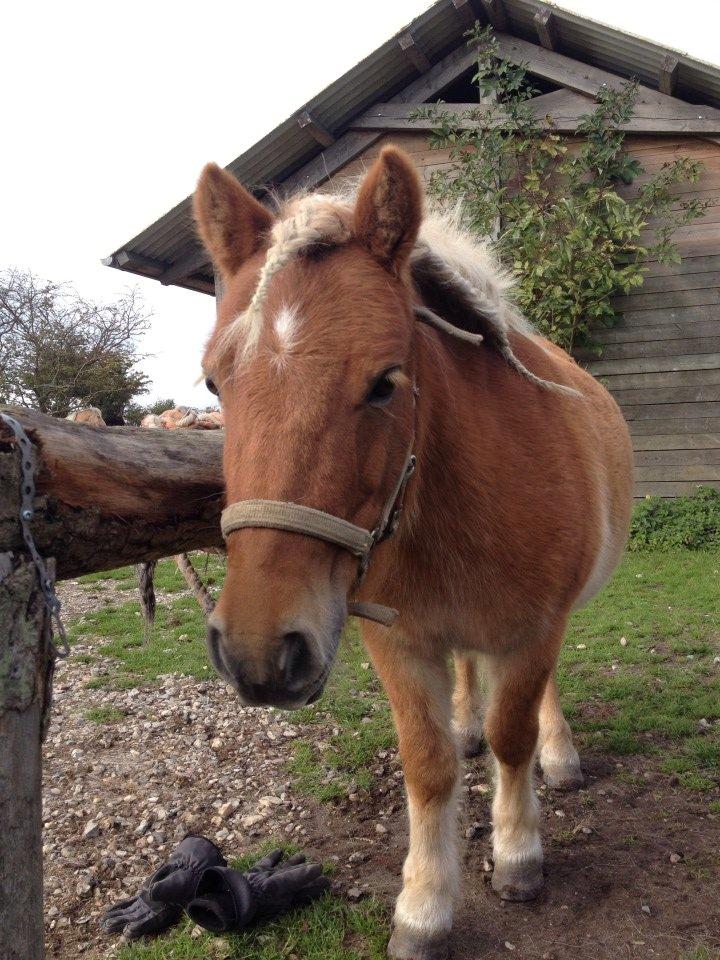 Shetlænder Jokum - Da jeg var i praktik <3 skønne buller fyr! billede 1