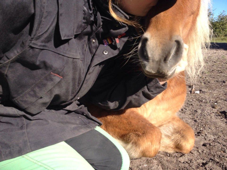 Shetlænder Jokum - Ligger bare på folden <3 billede 2