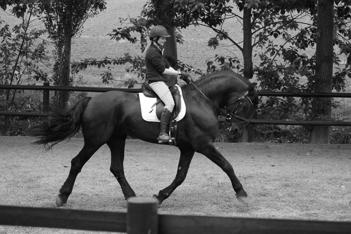 Frieser Tamke af søndergård billede 17