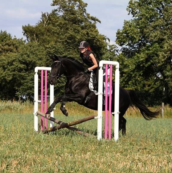 Oldenborg Skovlundegårds Dark Princess - Spring på marken.
Foto: Helle Nymann billede 11