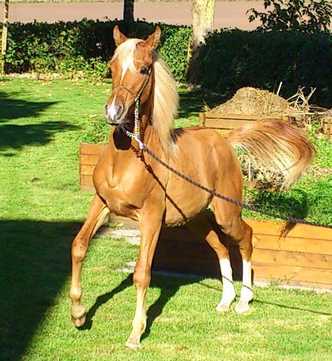 Arabisk fuldblod (OX) Fahkour Amir el Azraff billede 1