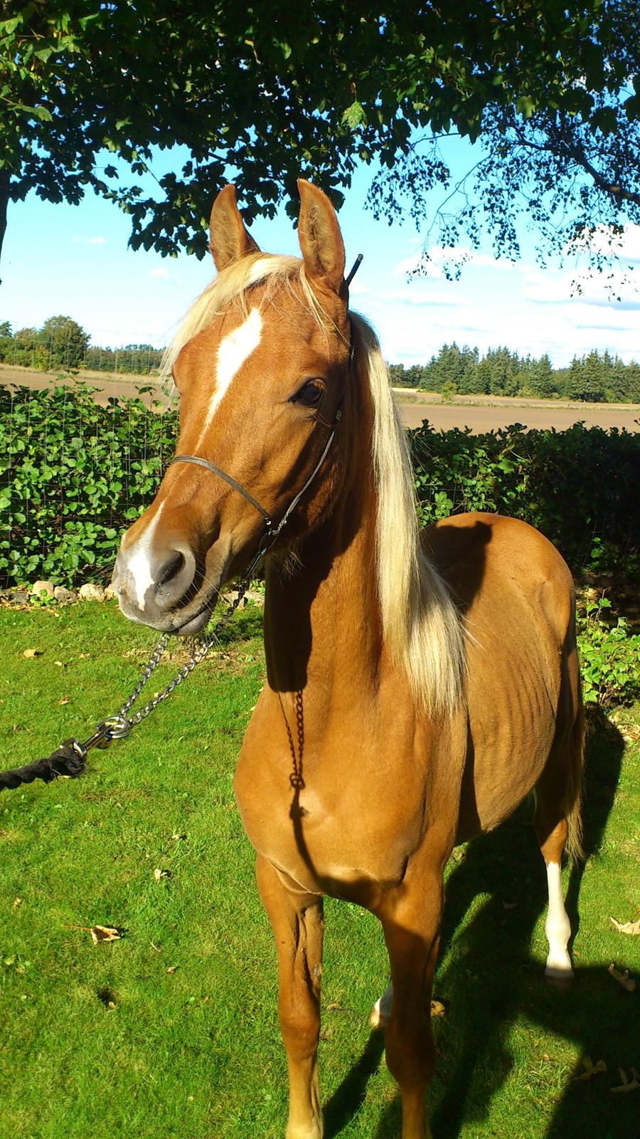 Arabisk fuldblod (OX) Fahkour Amir el Azraff billede 23