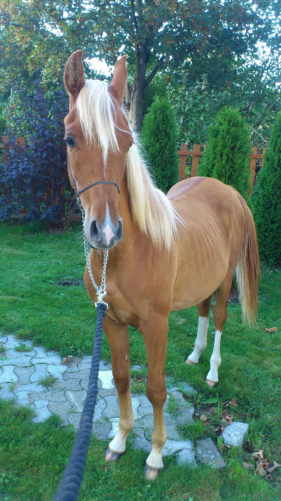 Arabisk fuldblod (OX) Fahkour Amir el Azraff billede 12