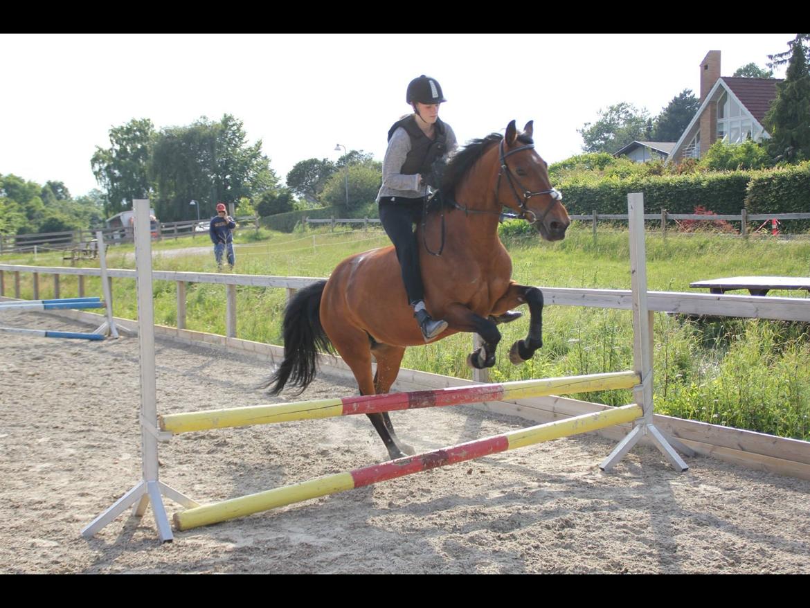 Anden særlig race Smilla - Hygge spring uden saddel billede 19