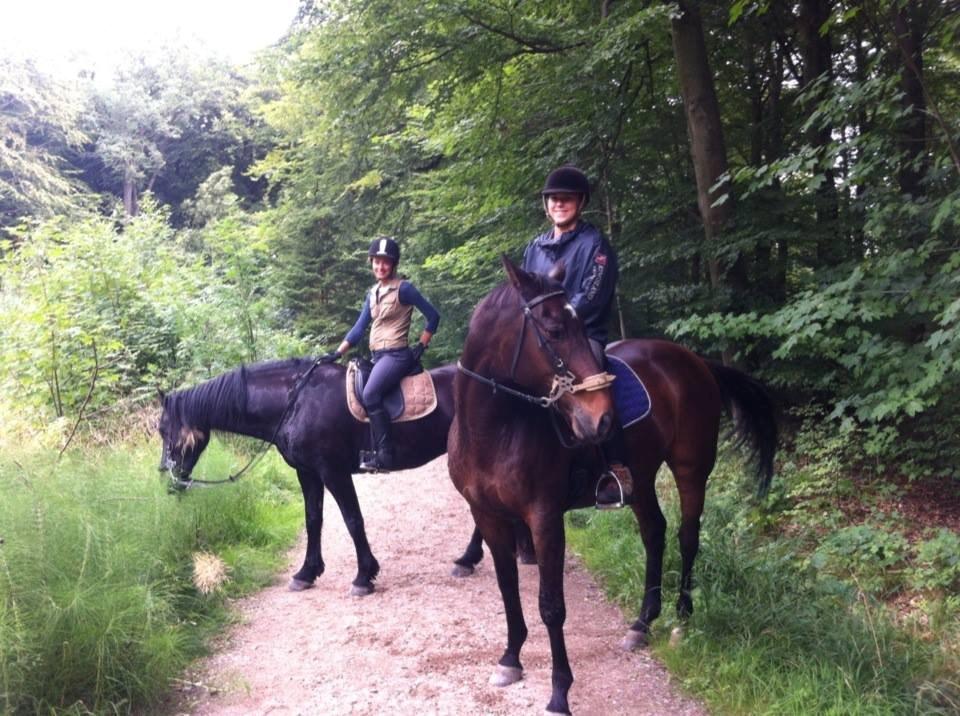 Dansk Varmblod Bjerglunds Sunlight - NYT [d. 16/8 13] I skoven med Marlene og en frieserhoppe hun passer! billede 20