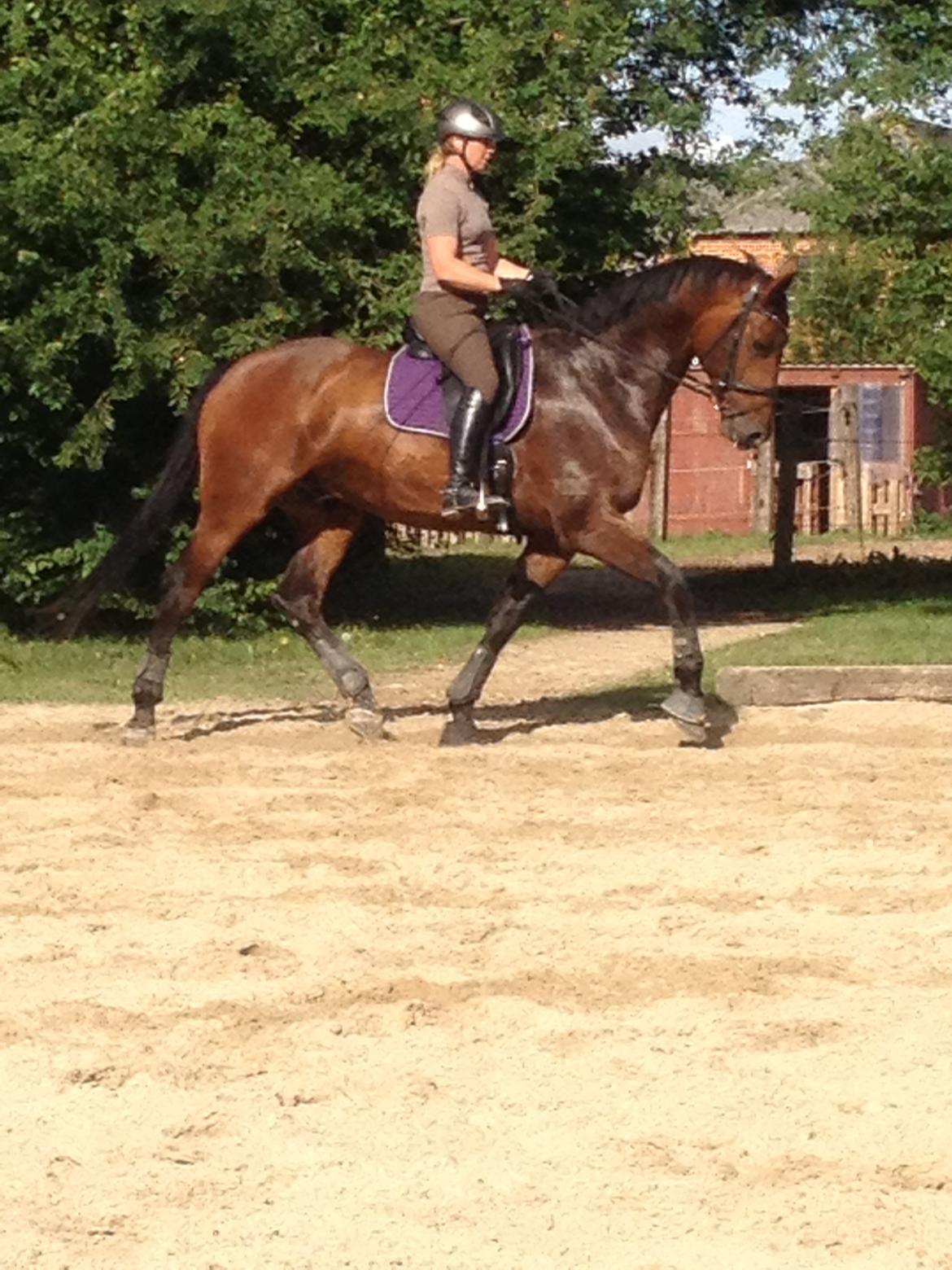 Dansk Varmblod Herslev Marks Cosmo - August 2013 billede 13