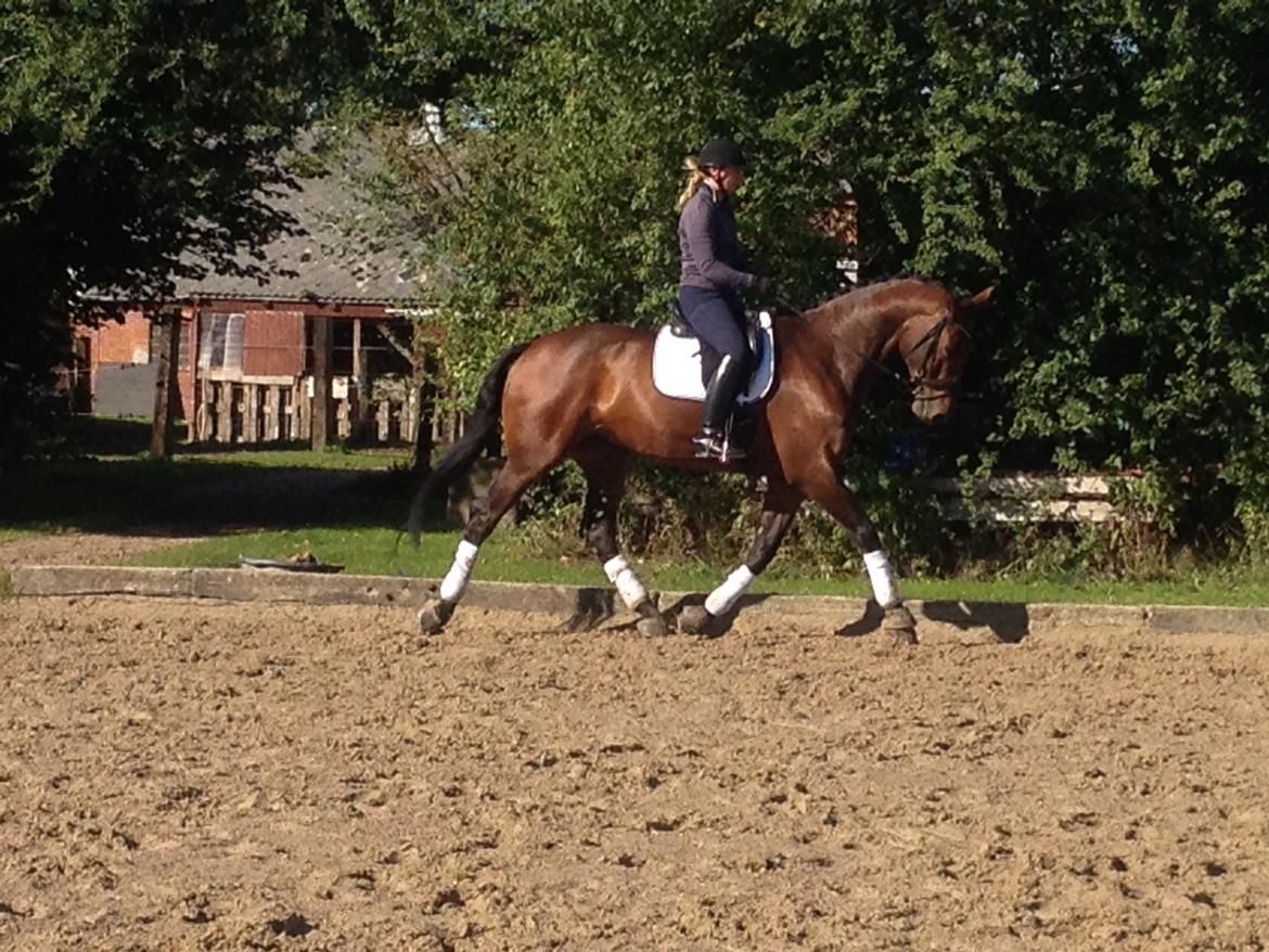 Dansk Varmblod Herslev Marks Cosmo - September 2013 billede 14